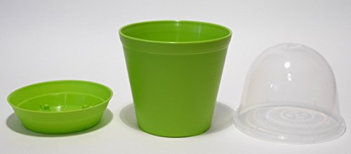 Seedeo® Bonsai Anzuchtset Roter Fächerahorn (Acer palmatum atropurpureum)