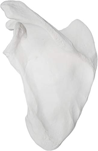 Image of Scapula Bone Model - Left - Anatomically Accurate Human Scapula Bone Replica - hBARSCI
