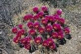 Echinocereus enneacanthus Semillas Hardy Hedgehog Cactus!