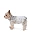 AmazonBasics Male Dog Wrap Diapers - Pack of 30, Extra Small