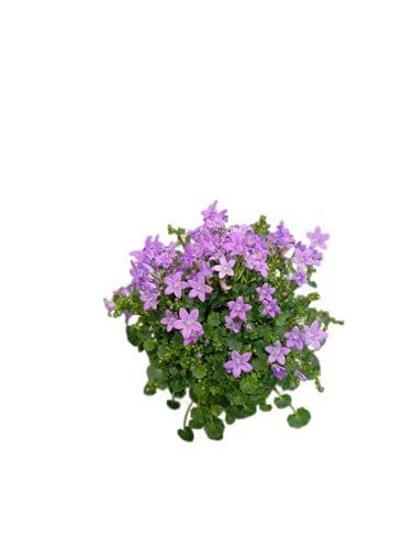 Campanula Viva en Maceta – Planta Perenne con Floración Espectacular