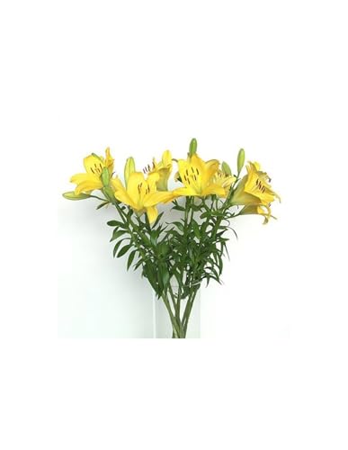 JARDIN202 - Liliums LA | Flor Natural | Ramo de 10 tallos | 80cm de alto | Amarillo