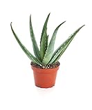 Shop Succulents Aloe Vera Succulent Plant, Hard to Kill Plants, Fully Rooted Live 4' Succulent Plant, Low Maintenance Indoor Plant, Hardy Trailing Succulents, Gift & Garden