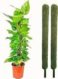See full amazon price history chart for Generic Plant Support Moss Stick, Green Grass Pole for Money Plant, Climbing Indoor Plants, 3 Ft Moss Pole for Climbers, Indoor Plants, Creepers - Set of 2 Pcs Generic Plant Support Moss Stick, Green Grass Pole for Money Plant, Climbing Indoor Plants, 3 Ft Moss Pole for Climbers, Indoor Plants, Creepers - Set of 2 Pcs (B0CPCW7S72) Amazon Price History, Amazon Price Tracker