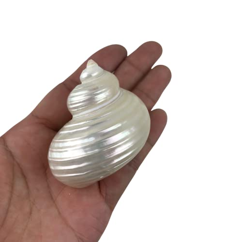 Image of MMvolesy Assorted Turbo Shell,Hermit Crab Shells 4Pc