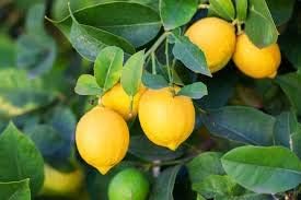 Rameshvar Enterprises | Kagzi Lemon/Kagazi Lime Plant/Kagazi Nimbu Live Plant