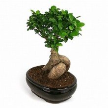 Ficus Bonsai (300 Gr) Live Plant-image-7