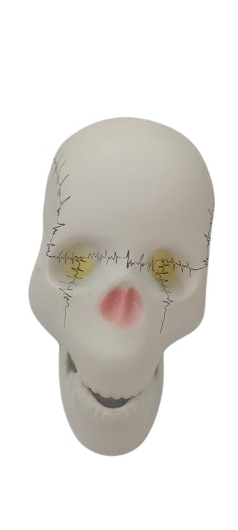 Extremely Detailed And Premium Skull Model, Landmarks Are Numbered By Hand For Extreme Precision, All Details Are Highlighted (fissures, processes, sutures, foramen and other details)
