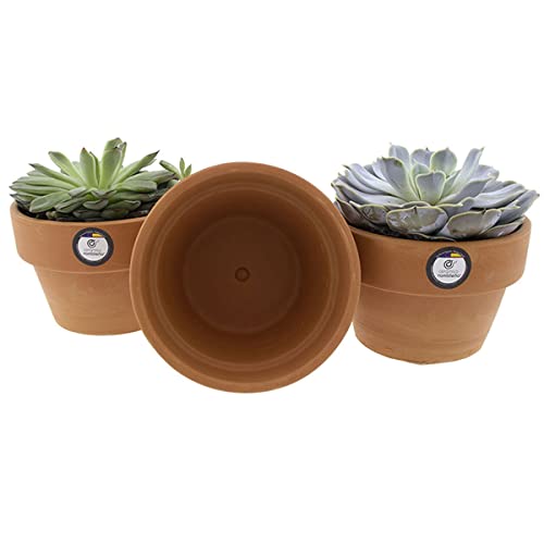CERÁMICA RAMBLEÑA | Macetas suculentas | Macetas Decorativas | Macetas de cerámica | Macetas Exterior | Pack x3 Maceta de...