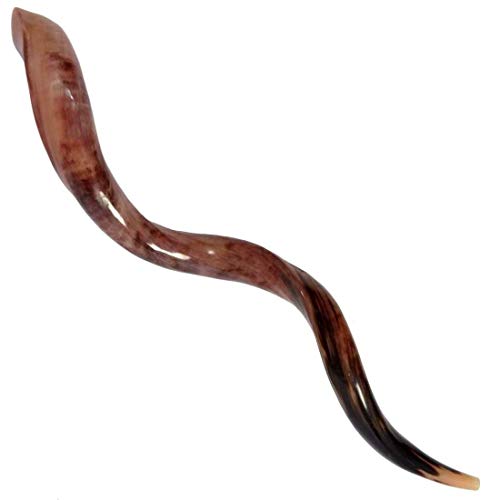 Half Polished Kosher Shofar from Israel, Kudu Shofar Horn, Officially Signed Certificate, Made in Israel (43