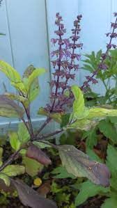 Rama and krishna tulsi seeds for planting,100% germination (60 seeds) (B0C96K2BN6) Amazon Price History, Amazon Price Tracker