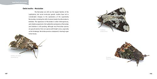 Moths of Costa Rica's Rainforest