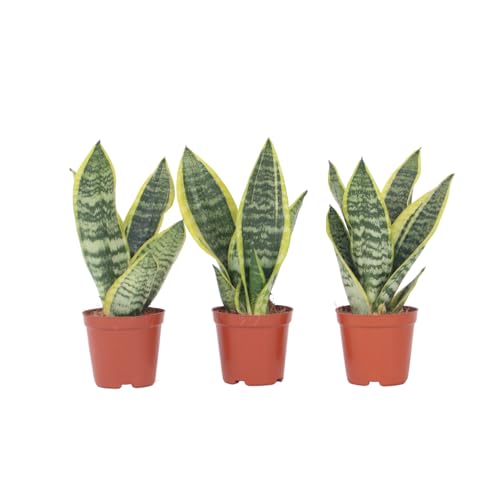 Plant in a Box - Sansevieria Laurentii - Set de 3 - Plante d'intérieur facile - Langue de belle-mère - Pot 12cm - Hauteur 30-40cm