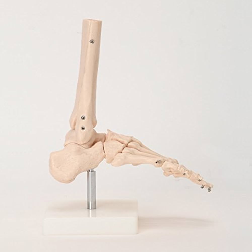 Amazon.co.jp: 7ウェルネ 足関節模型 実物大 [ 人体模型 骨格