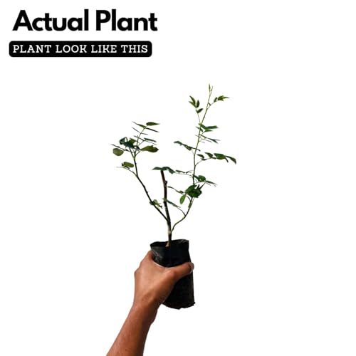 Live Climbing Rose Creeping Wild Rambling Ornamental Trellis Blooms Vining Fragrant Trailing Flower Plant [ Climbing Red Rose Plant] With Plastic Pot