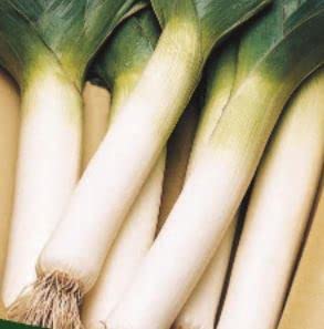 265 seeds of Leek Musselburgh, Garden Treasures Herb Fruit Vegetable Flowers seeds Grow Your Own Indoor Outdoor