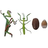 En plastique représentant le cycle de vie d'une mante religieuse : un excellent outil d'apprentissage pour les jeunes de découvrir les insectes. figurine représentant le cycle de vie d'une mante religieuse