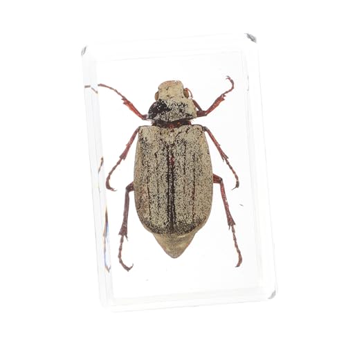 PartyKindom 1 Pc Science Education Resin Specimen Cockchafer Amber Samples Beautiful Science Kit for Boys and Girls Present