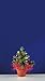 Produktbild Kahlert Licht 49911 - Minipuppenzubehör - Weihnachtsbaum im Topf