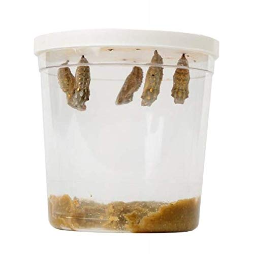 Schmetterlingsgarten inkl. 8-10 Raupen und Zubehör - Zuchtset für Kinder und Erwachsene - Zuhause heimische Distelfalter züchten – Bild 5