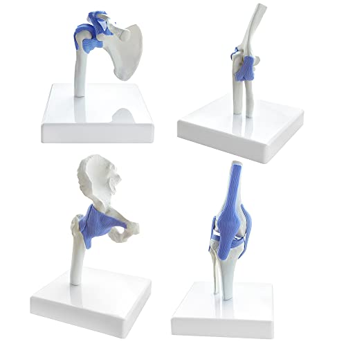 Image of EVOTECH SCIENTIFIC Mini Shoulder Knee Hip Elbow Joint Model Set, 1 /2 Life Size Human Joint Anatomy Replica Set of Shoulder Knee Hip & Elbow Joints for Medical Education Study Clinic Demonstration Tool
