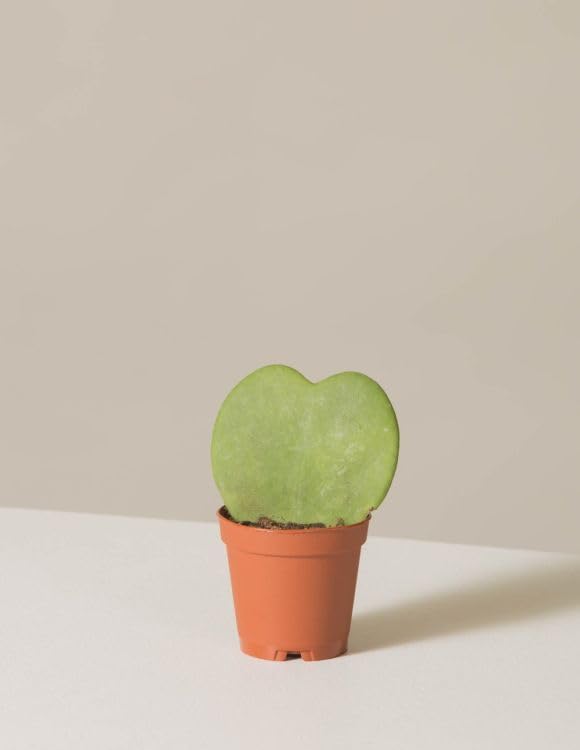 Heart-Shaped Hoya Plant for Table, Corner, Balcony – With Pot-image-12