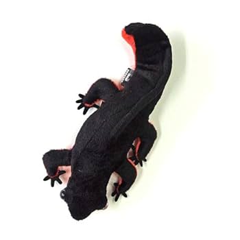 極美品【1点物】アカハライモリ① 8-9cm 50ml Amazon | （両生類）アカハライモリ（1匹） | charm(チャーム