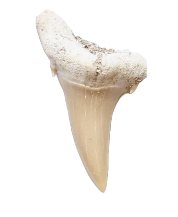 Image of 5 Premium Grade A Shark Teeth Fossils - Sand Tiger Sharks 60 Million Years Old