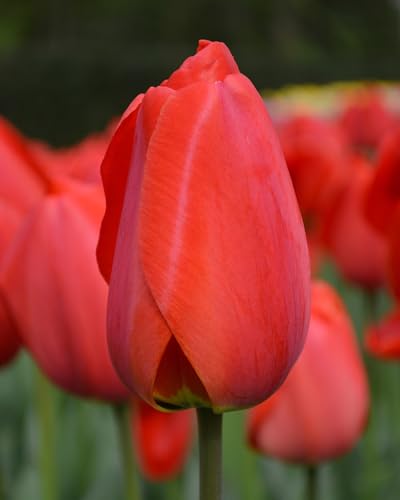 Plantogallery Tulip Imported Bulbs (Parade 1pc) (B0CLF274FS) Amazon Price History, Amazon Price Tracker