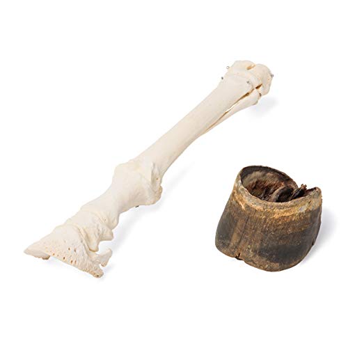 Image of 3B Scientific GmbH T30023A Horse Fore Foot with hoof, Articulated