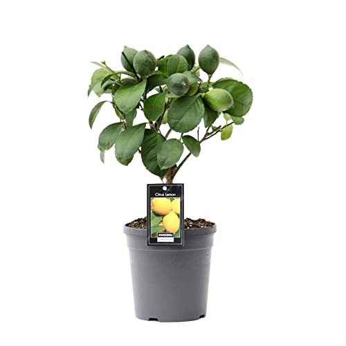 Limonero Árbol Natural Pequeño Planta Limonero Citrus Lemon Árbol Natural Árbol Frutal