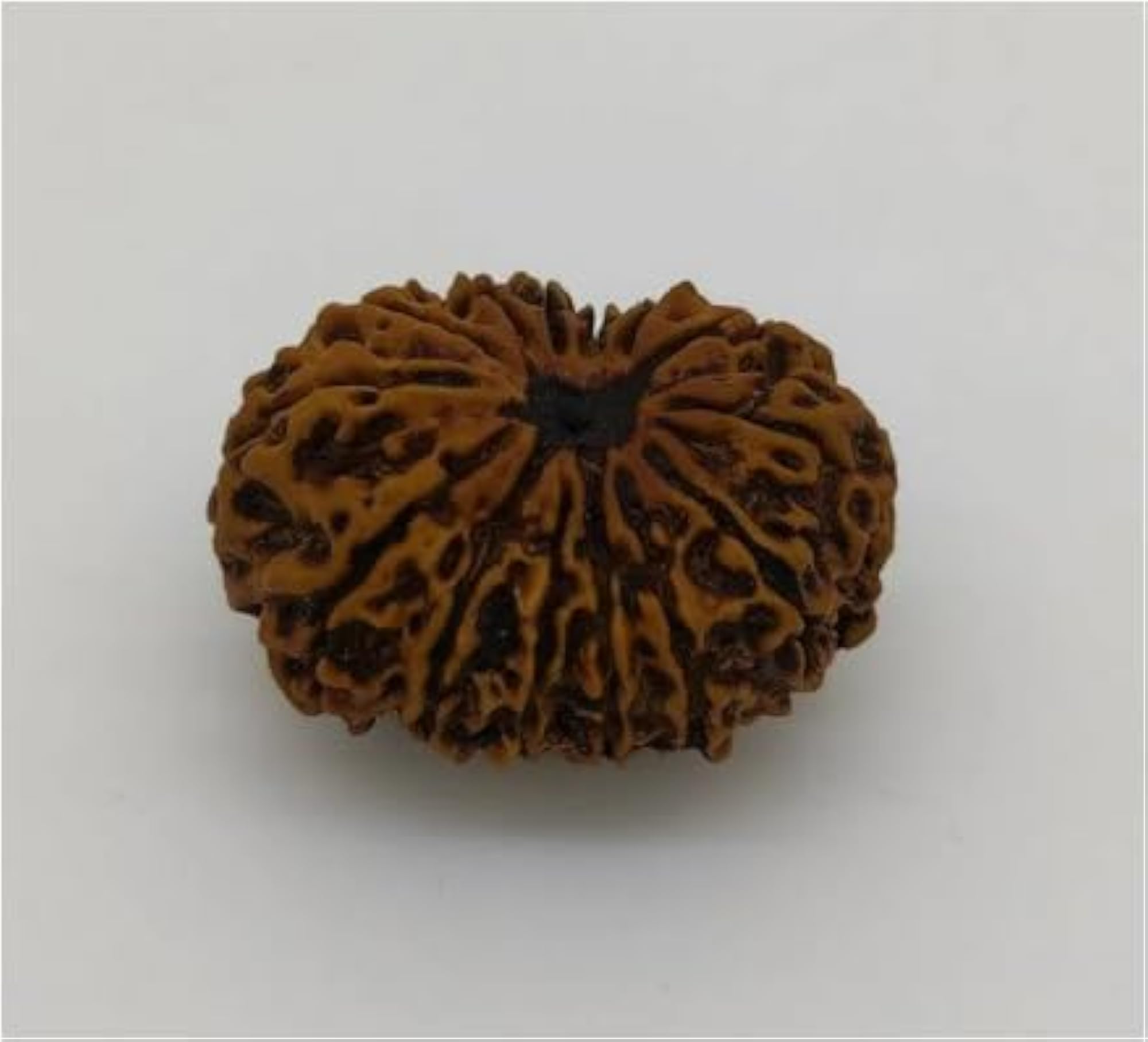Original 14 Mukhi Rudraksha Bead, IGL Lab Certified