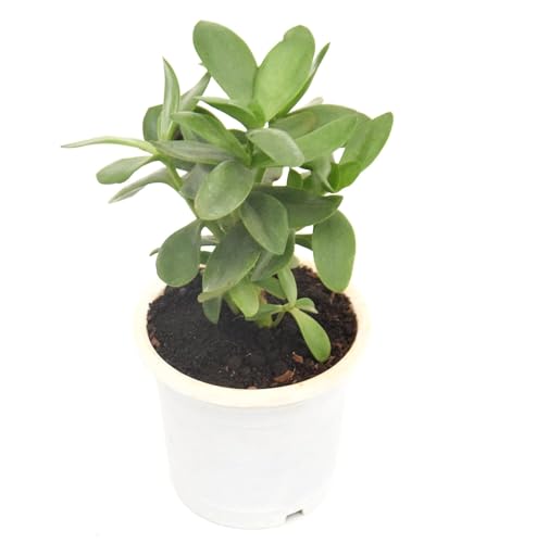 Image of Mini Jade Live Plant with Pot | Good Luck & Vastu Positive Plant for Home & Office | Low-Maintenance Indoor Succulent for Desk, Balcony & Gift Purposes | Fresh Healthy Plant