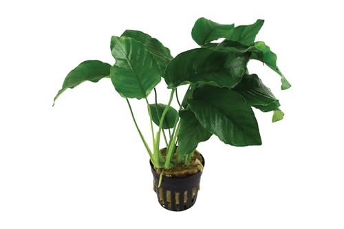 WASSERPFLANZEN WOLFF – Breitblättriges Speerblatt - Anubias barteri var. barteri | robuste Aquarienpflanze mit großen, dunkelgrünen Blättern im Topf | Aufsitzerpflanze für Wurzeln & Steine