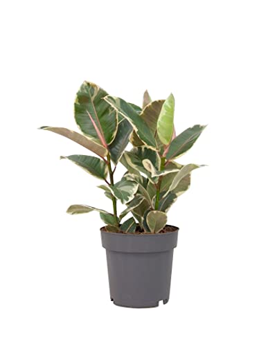 PLNTS - Ficus Tineke (Figuier) - Plante verte Caoutchouc - Plante d'intérieur en 27 cm Pot - Hauteur 90 cm