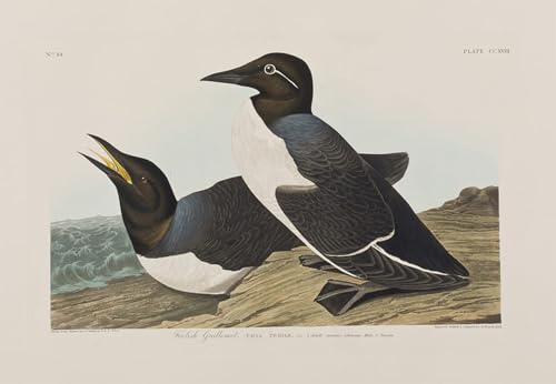 Affiche graffiti oiseaux d'Audubon 60x90cm pour sublimer votre salon moderne