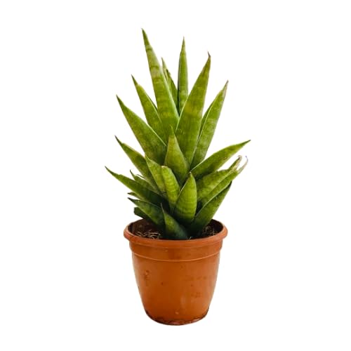 Hug A Plant | Sansevieria Hybrid Tower - Live Plant (Home & Garden)-image-45