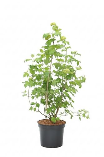 Viburnum opulus 'Roseum' 80–100 cm – Winterhart, Mehrjährig & Pflegeleicht – Schneeball – Heckenpflanze für...