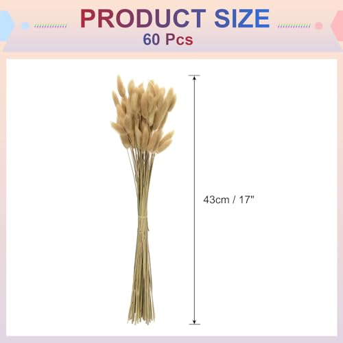 Fleurs séchées queue de lapin beige 60pcs bouquet 43cm