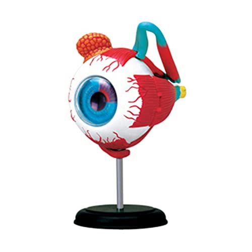 Eyeball Model Anatomical Eye Model Medical Learning and Teaching Instrument Medical Science Teaching Resources Eyelid