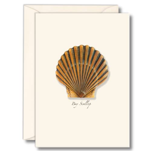 Image of Earth Sky + Water - Bay Scallop Notecard Set - 8 Blank Cards with Envelopes