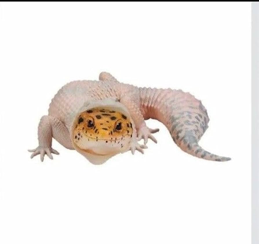 一番くじ 爬虫類＆両生類～ B賞 ほか Amazon.co.jp: 一番くじ 爬虫類 両生類 B賞 ヒョウモン