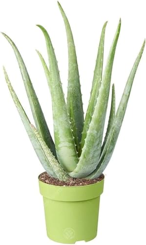 1 x GardenersDream Aloe Vera Plant Live Air Purifying Indoor Houseplant - Evergreen Healing Succulent Low Maintenance Indoor Plant for Home & Office - Gift for Plant Lovers (12cm Pot 20-30cm)