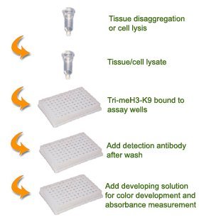 EpigentekEpiQuik Global Tri-Methyl Histone H3K9 Quantification Kit (Colorimetric) - 48 Assays
