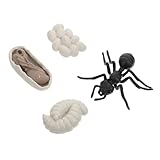 Gogogmee Wachstumszyklus Modellspielzeug Arbeiterameisen Für Kinder Lernspielzeug Simulation Der Ameisenentwicklung Pädagogisch Anschaulich Und Detailgetreu