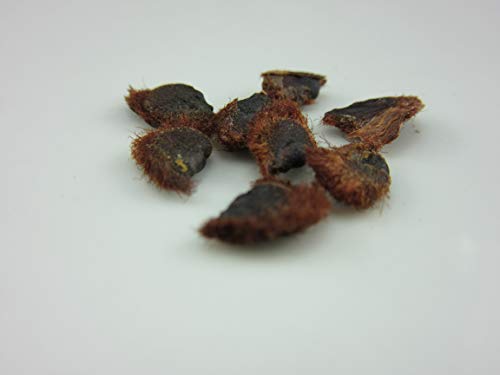 1237-Dwarf Yellow Orchid Tree (Bauhinia Tomentosa) Seeds By Robsrareandgiantseeds Upc0764425789208 Non-Gmo,Organic,Usa Grower,Bonsai,Rapid-Growing,Unique,Specimen,1237 Package 8 Seeds #TOP30