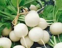 Radish Hailstone Great Heirloom Vegetable by Seed Kingdom (1 Lb Seeds)