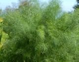 Fennel- Wild Italian Herb Seeds- Heirloom Variety- 100+ Seeds
