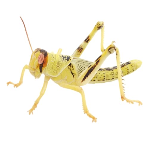 Wüstenheuschrecken subadult 50 STK. | Futterinsekten lebend | Futtertiere für Reptilien, Vögel