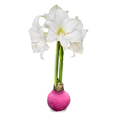 Waxed Amaryllis Bulb - Pink Wax White Blooms - Easy Care - No Watering Needed! Beautiful Spring Dcor